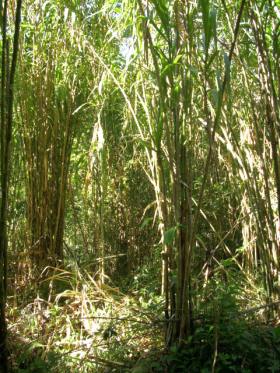 parts lower grows brava cana