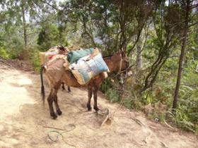 stop during mules