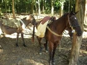 you and baggage your carry will mules