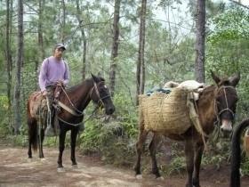 mules with guide dominican rafa