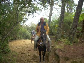mule on tourist
