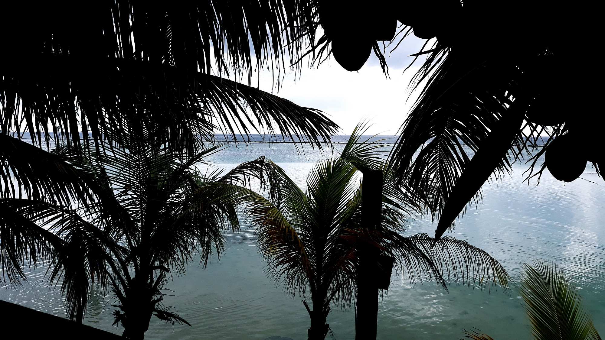 palms and ocean view