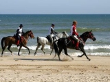 Horses and Beach