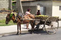Fresh mangos from the cart on your vacation in the Caribbean