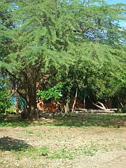 Green tree in the caribbean